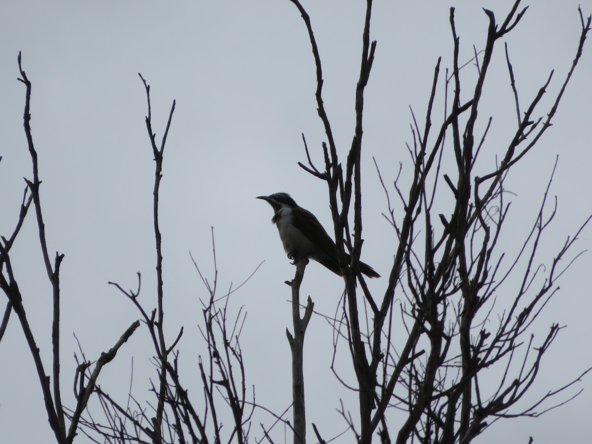 Blue-faced Honeyeater - ML136415601