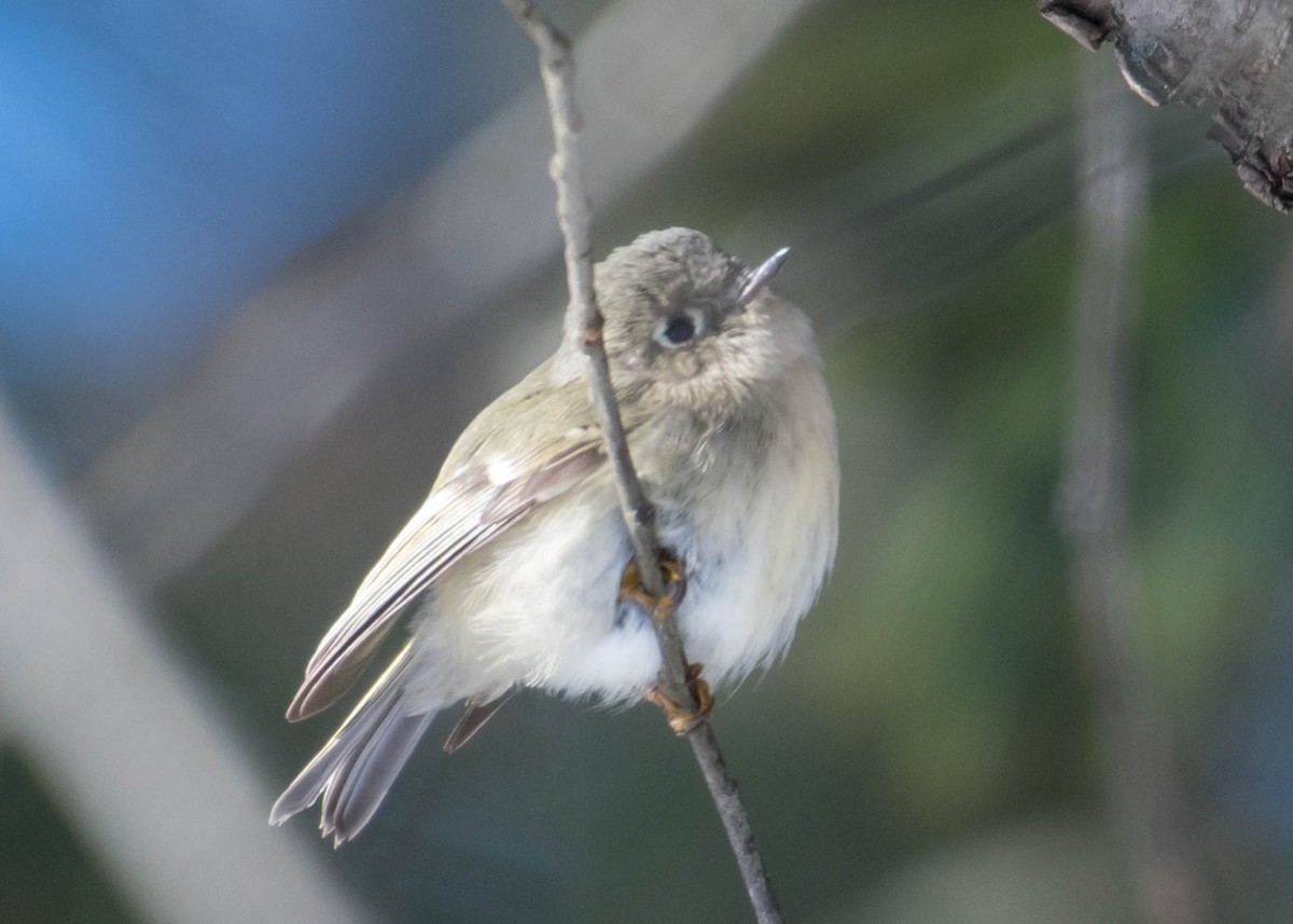 Ruby-crowned Kinglet - ML136416841