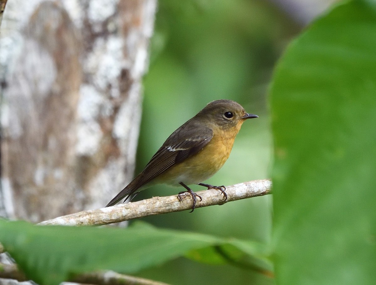 Mugimaki Flycatcher - ML136417211