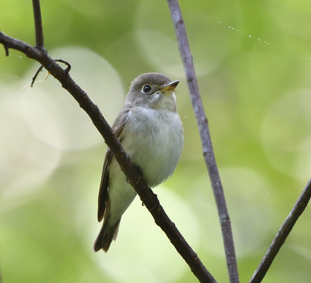 Asian Brown Flycatcher - ML136417281