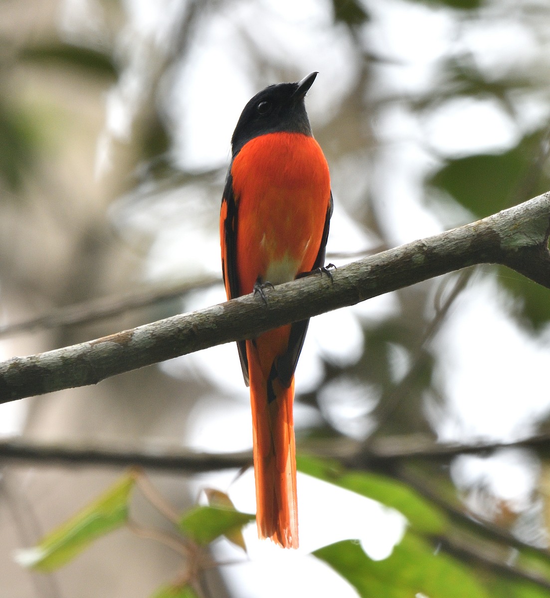 Gray-chinned Minivet - ML136417381