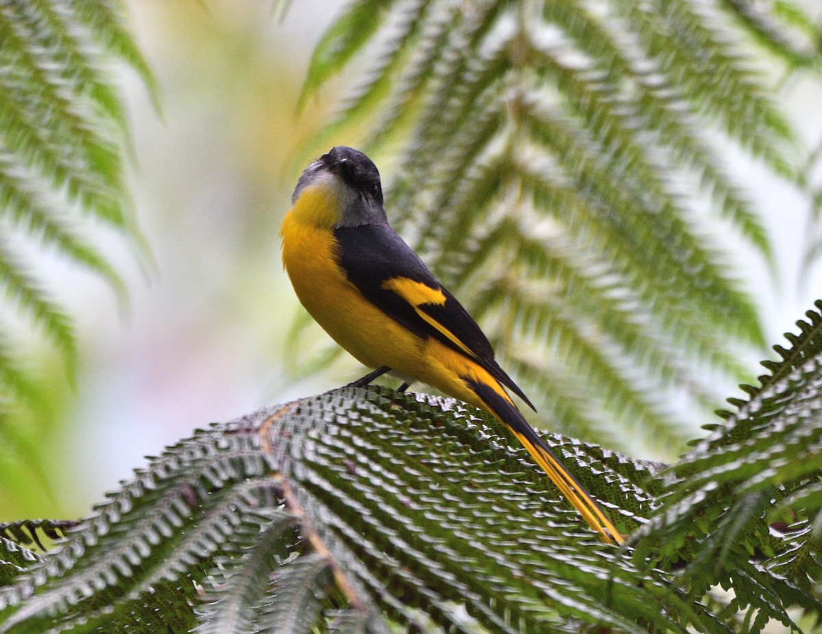 Gray-chinned Minivet - ML136417451