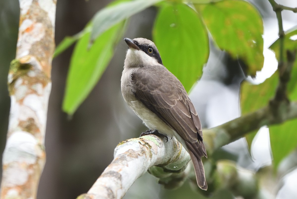 Large Woodshrike - ML136417561