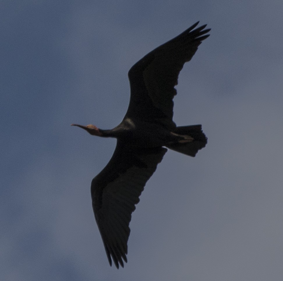 skallet ibis - ML136418241