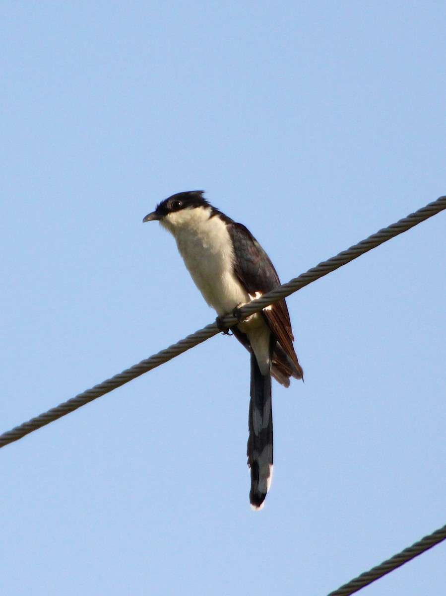 Pied Cuckoo - ML136418301