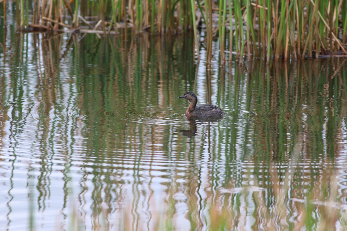 New Zealand Grebe - ML136419061