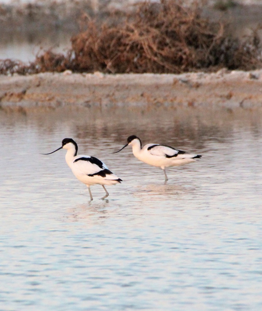 Pied Avocet - ML136420081