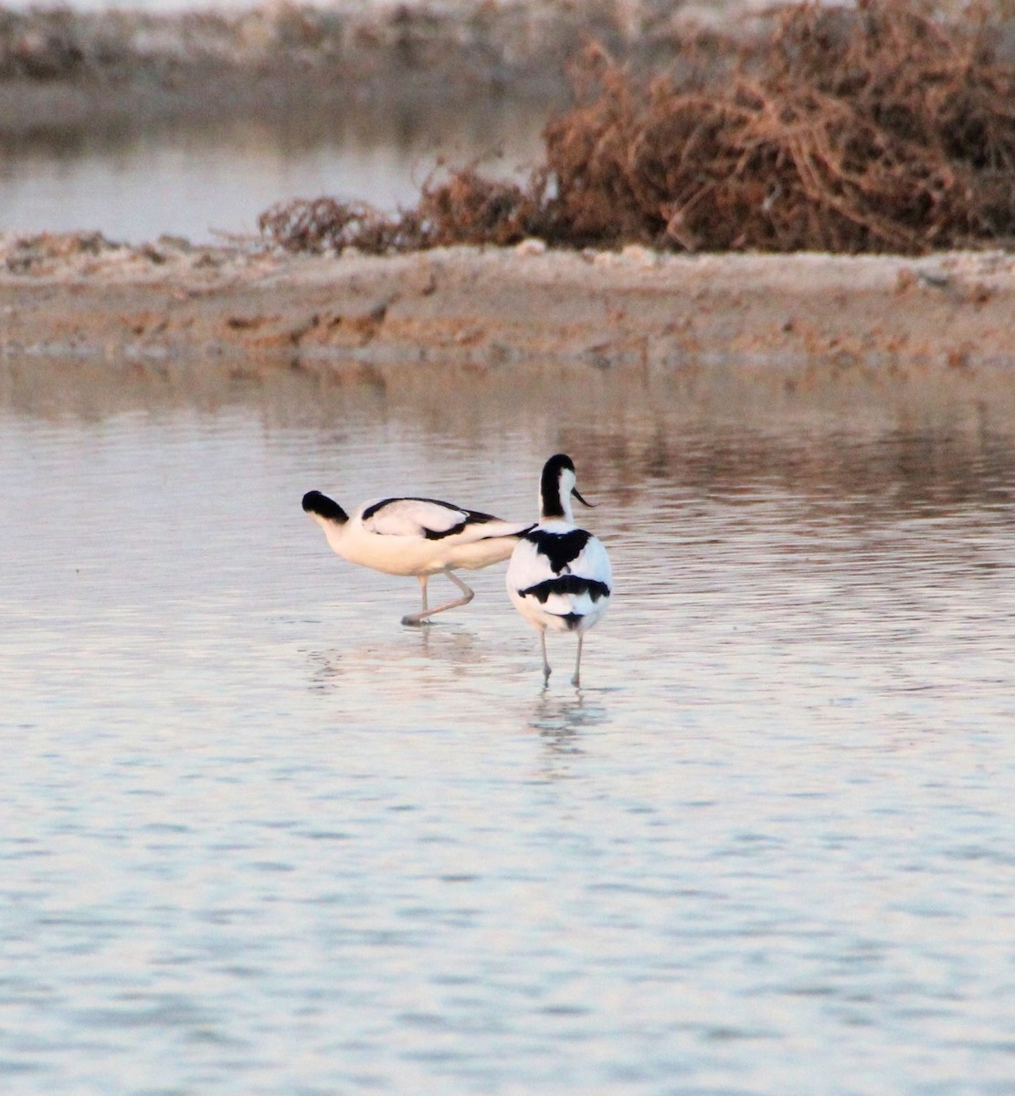 Pied Avocet - ML136420091