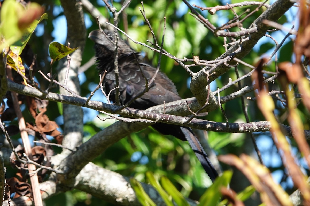 Smooth-billed Ani - ML136420521