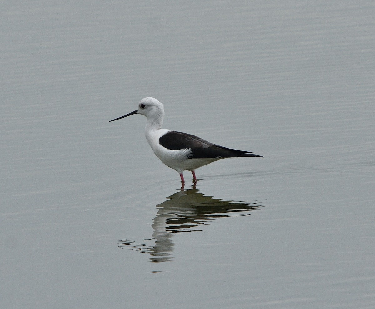 Black-winged Stilt - ML136420971