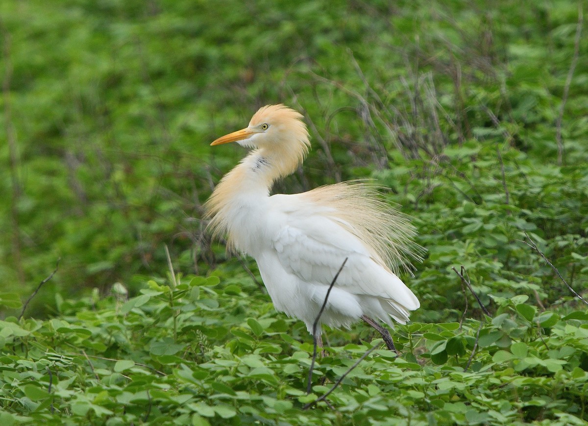 Eastern Cattle Egret - Leefung Chai