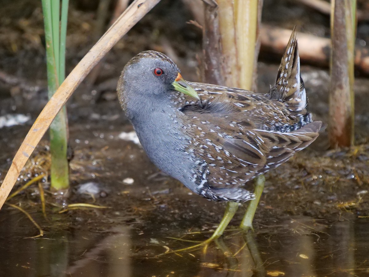 Polluela Australiana - ML136421311