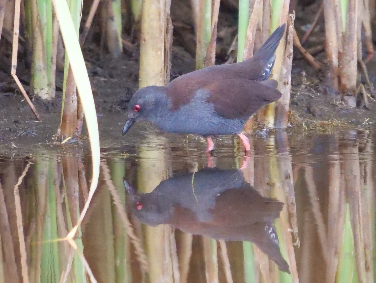 Spotless Crake - ML136421471