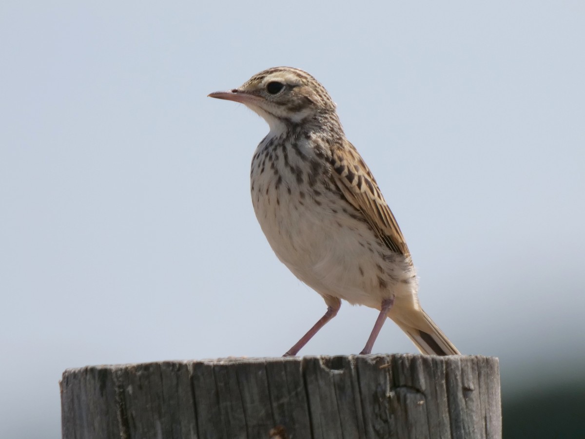 Australian Pipit - ML136421531