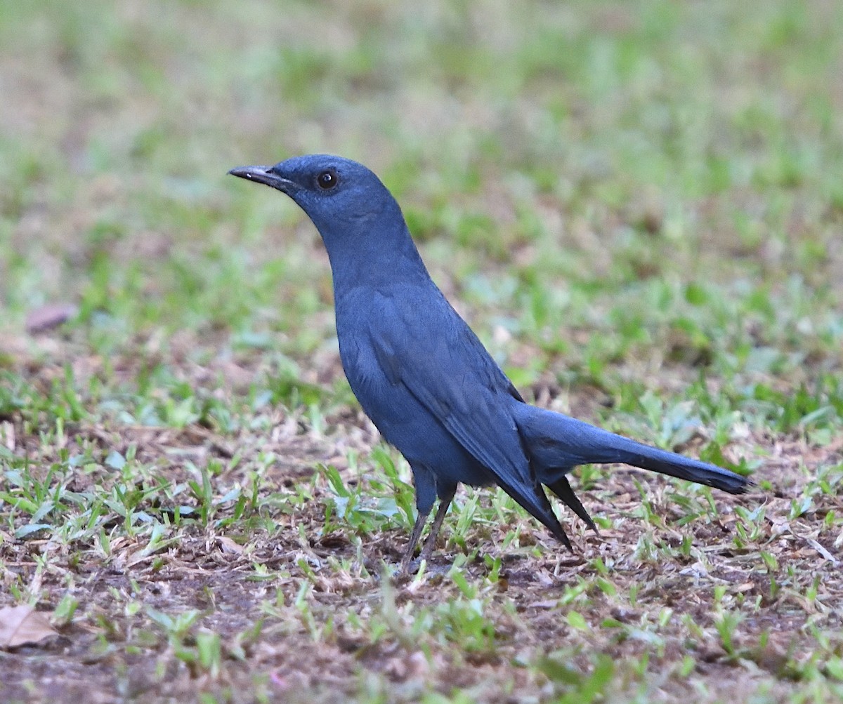 Blue Rock-Thrush - ML136421801