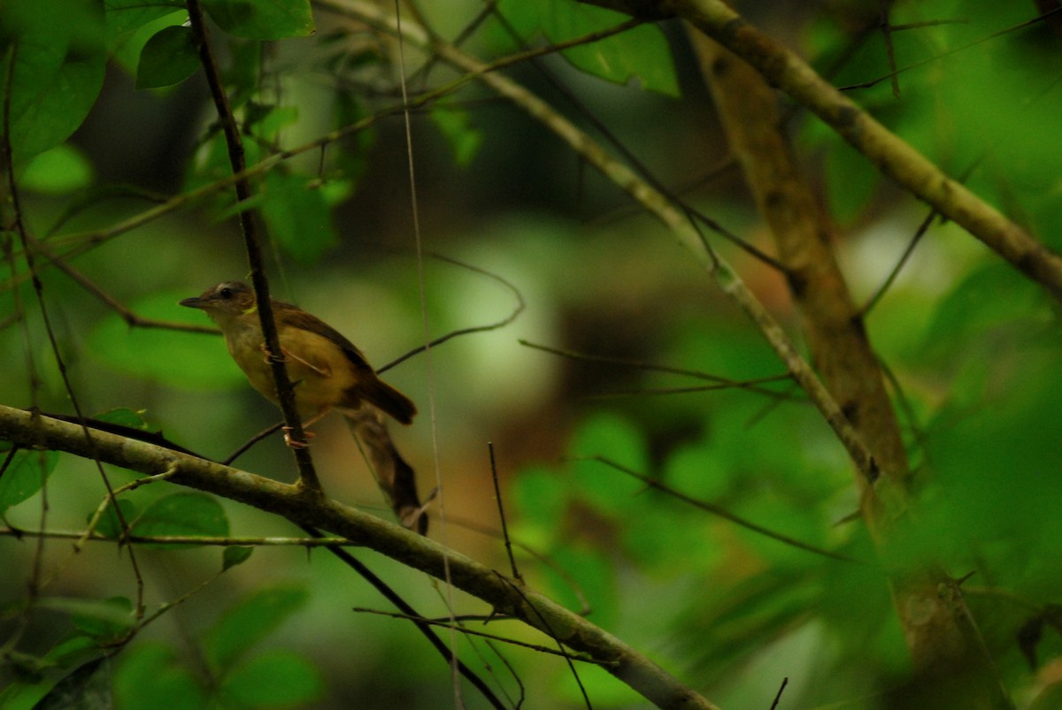 Abbott's Babbler - Julien Birard