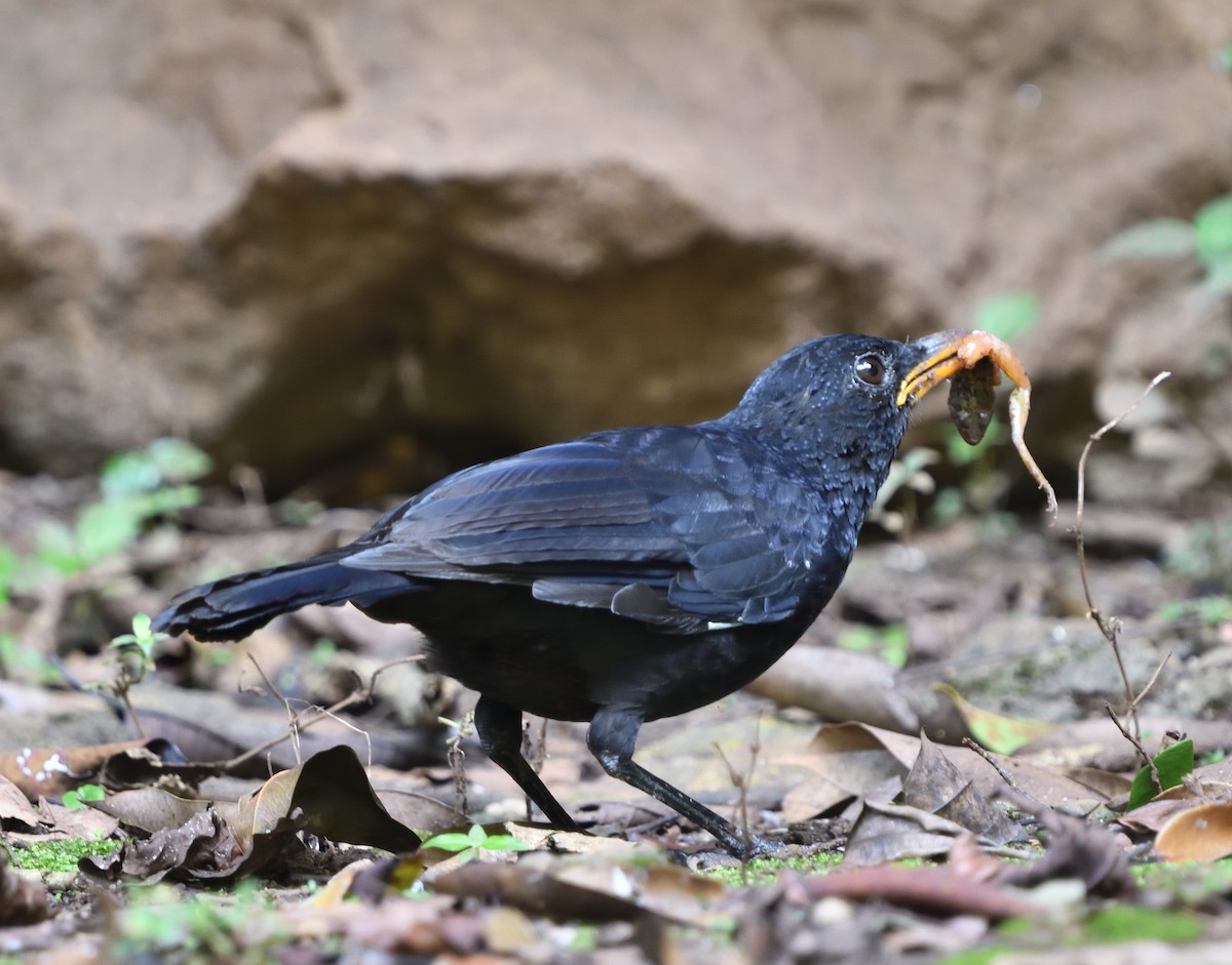 Blue Whistling-Thrush - ML136422211