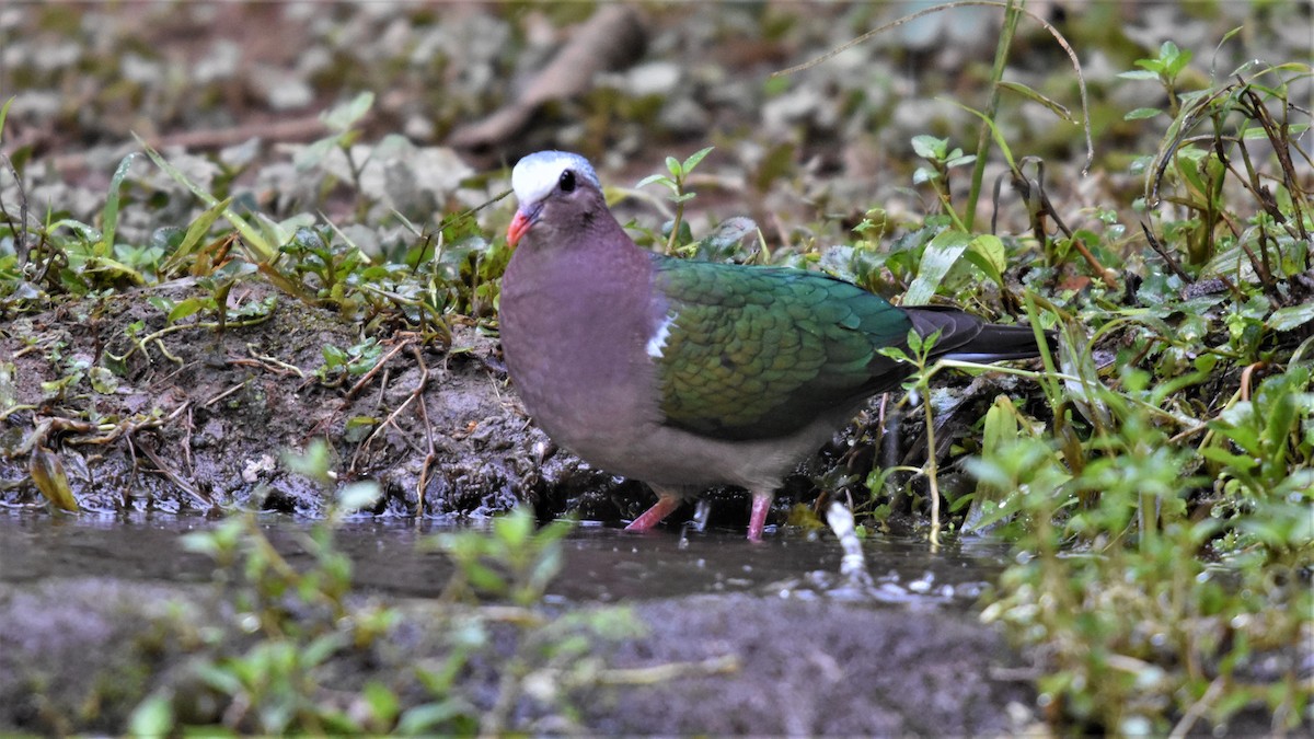 Asian Emerald Dove - Steve Bale