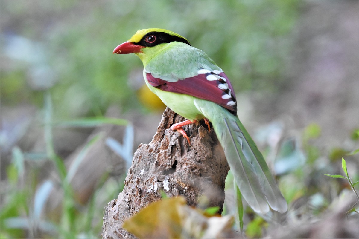 Common Green-Magpie - Steve Bale