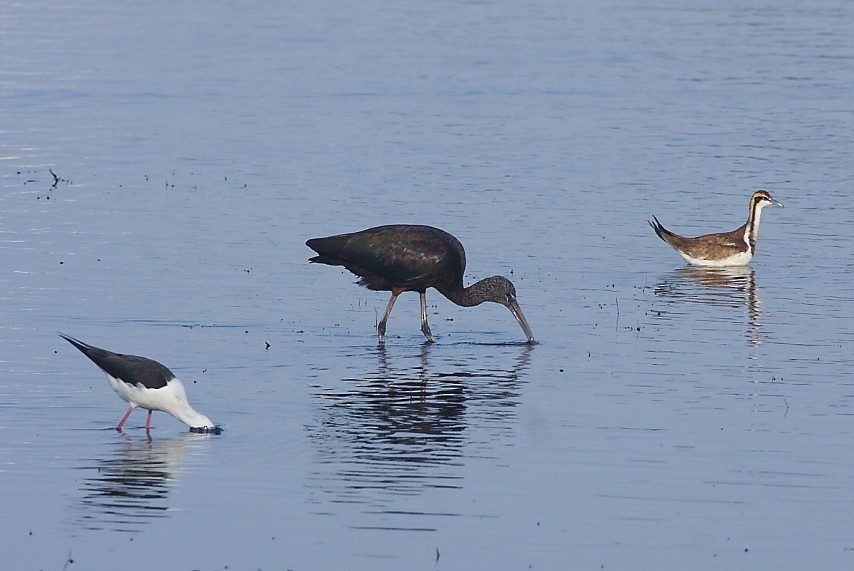 Jacana à longue queue - ML136425741