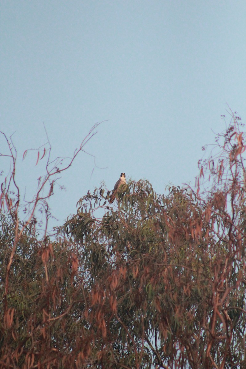 Peregrine Falcon - ML136425861