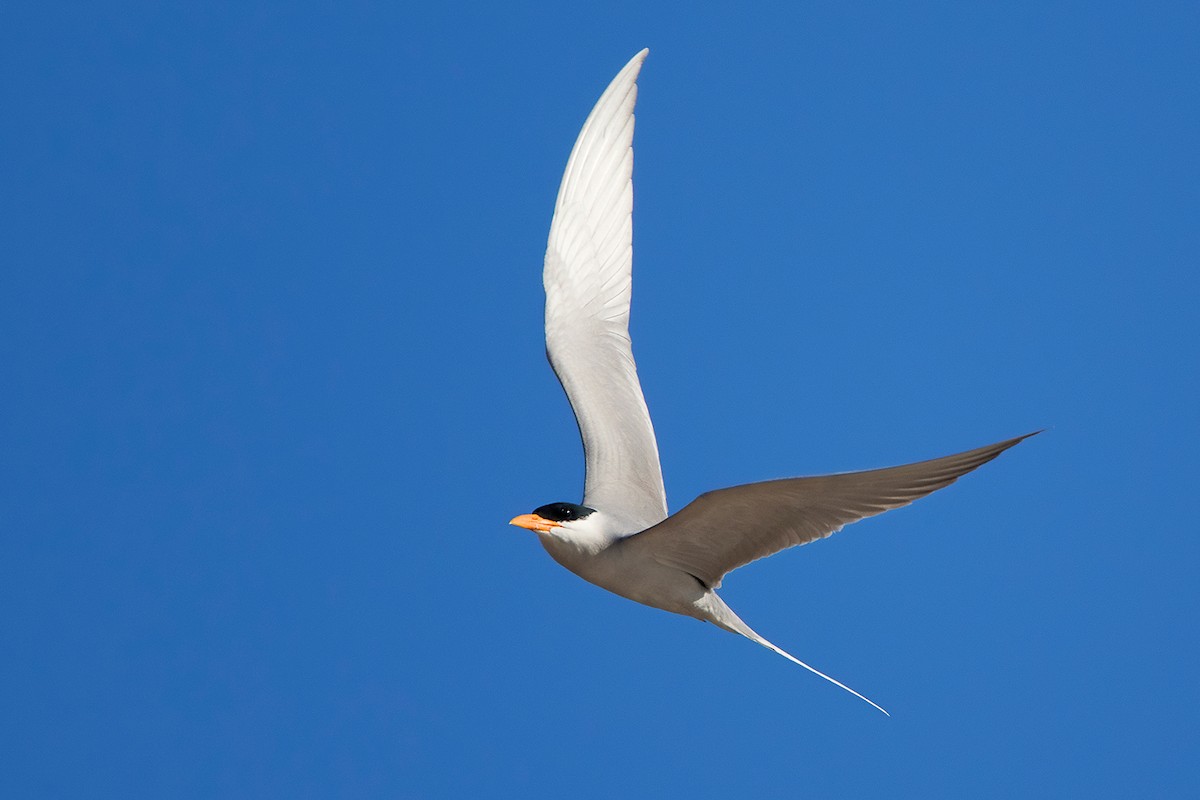 River Tern - ML136426131