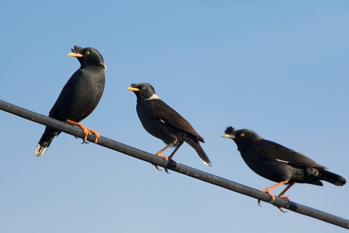 Collared Myna - ML136426221