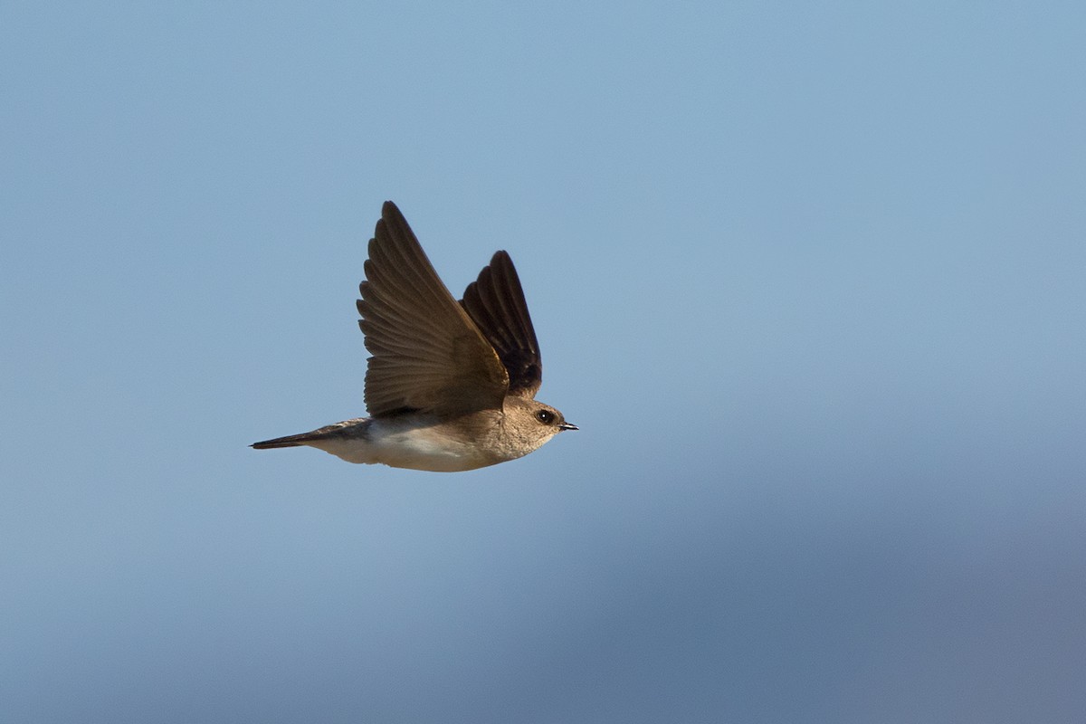 Gray-throated Martin - ML136426361