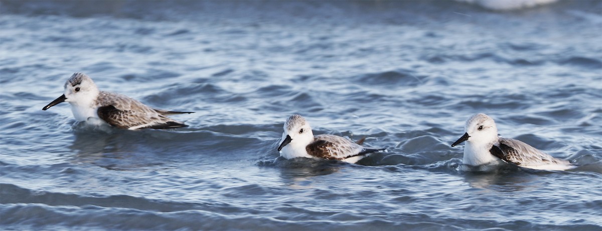 Bécasseau sanderling - ML136427441