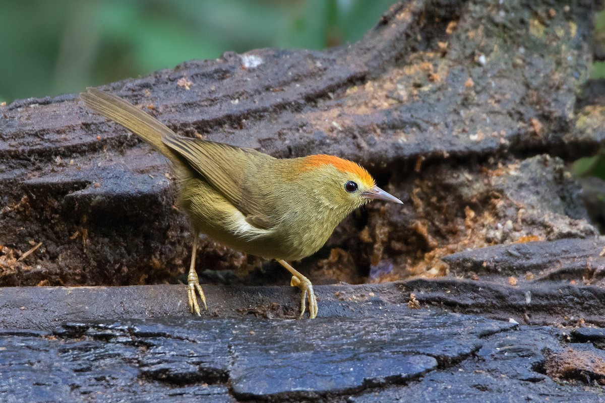 Rufous-capped Babbler - Ayuwat Jearwattanakanok