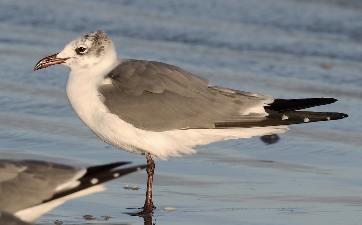 Laughing Gull - ML136427631