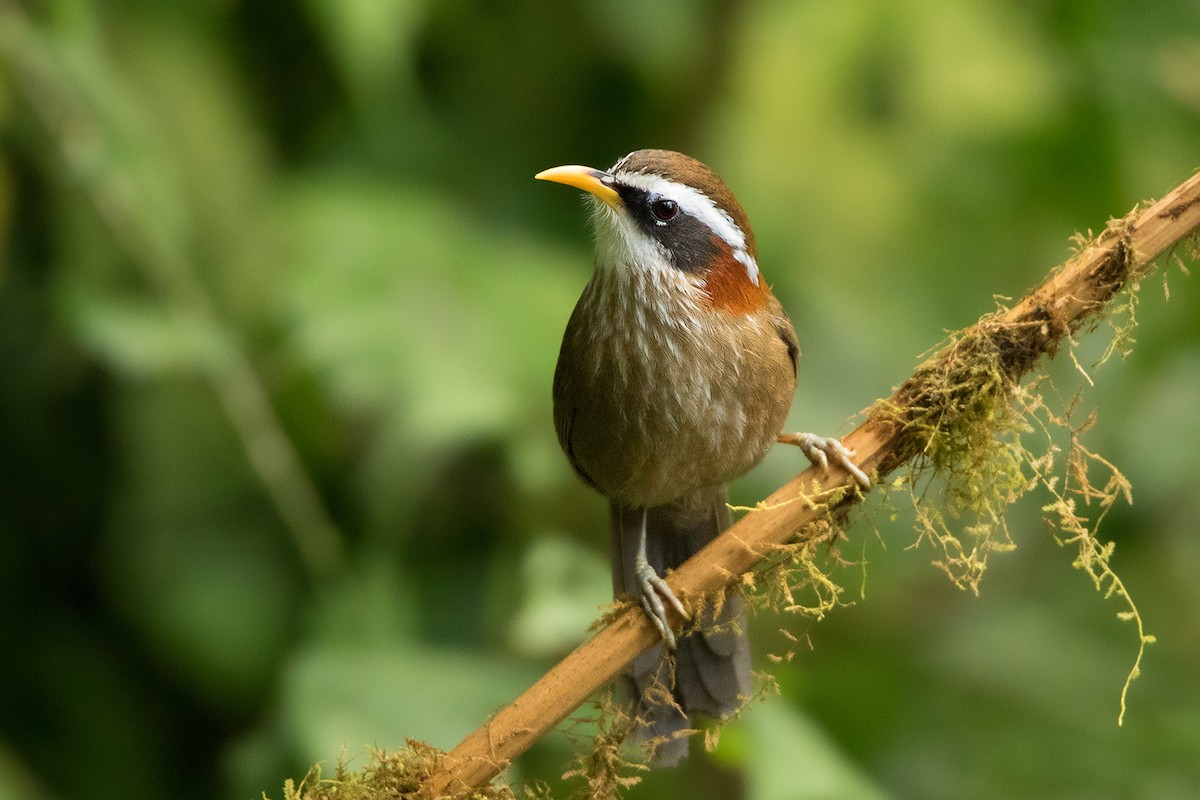 Streak-breasted Scimitar-Babbler - Ayuwat Jearwattanakanok