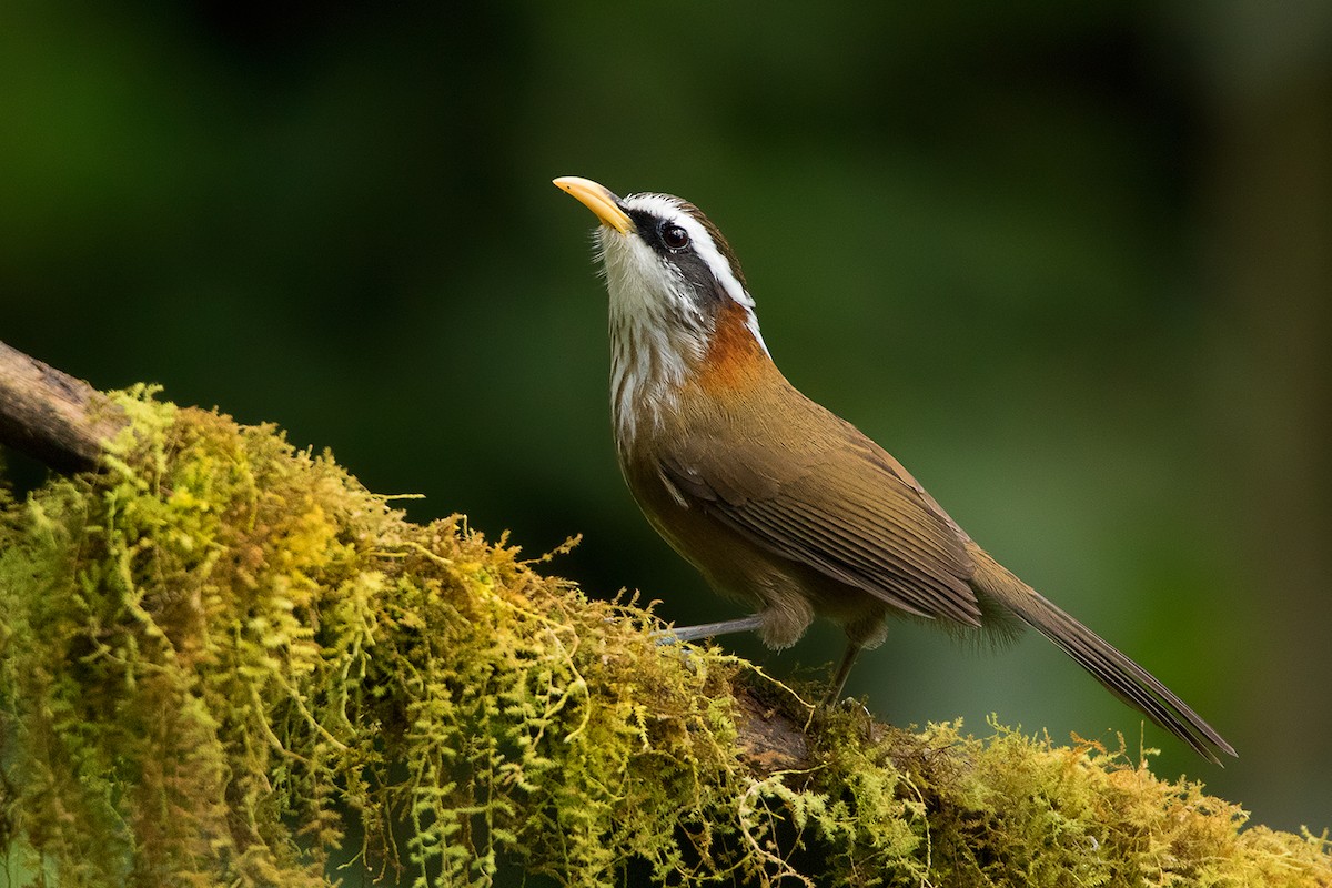 Streak-breasted Scimitar-Babbler - Ayuwat Jearwattanakanok