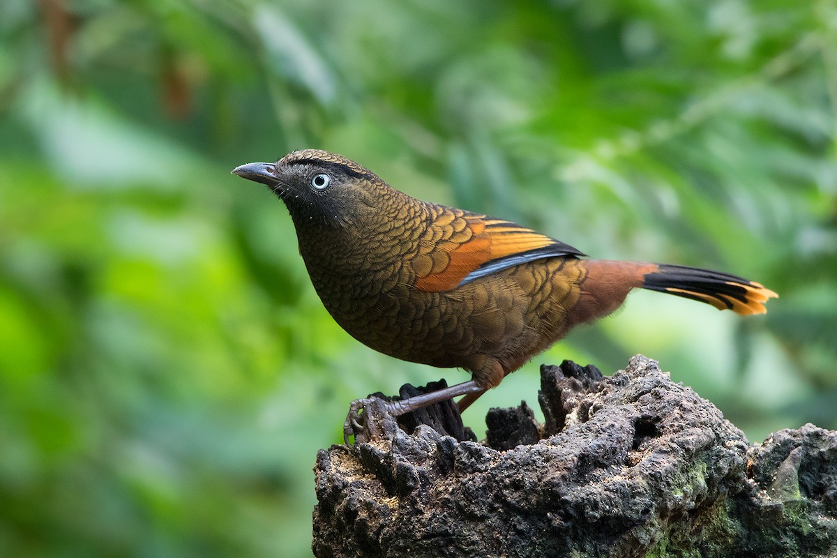 Blue-winged Laughingthrush - ML136427851