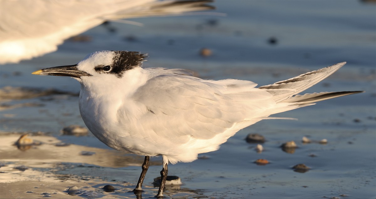 Sandwich Tern - ML136427861