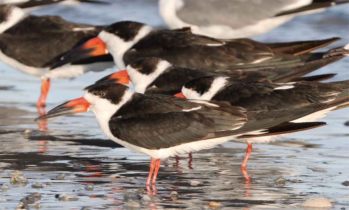 Black Skimmer - bj worth