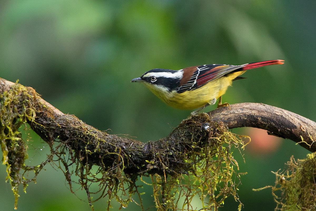 Red-tailed Minla - Ayuwat Jearwattanakanok