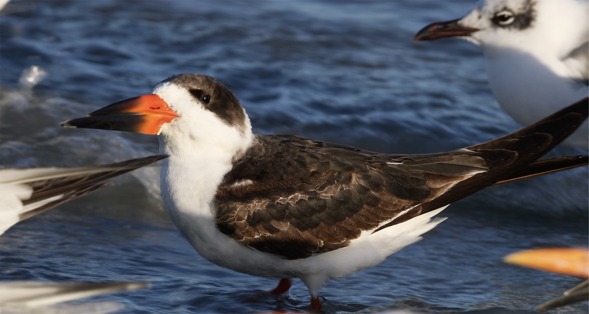 Black Skimmer - ML136428171