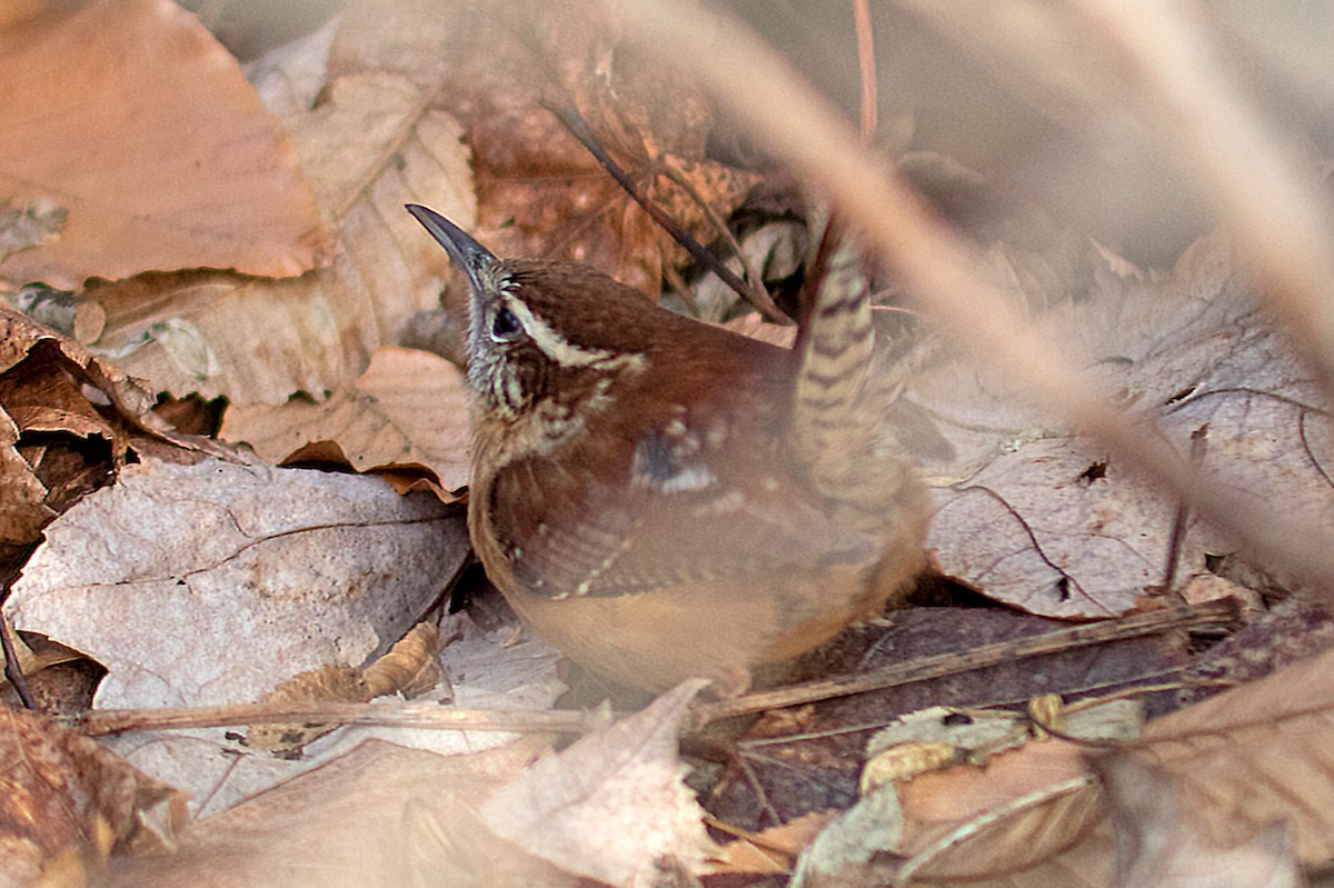 Carolina Wren - Ryan Mandelbaum