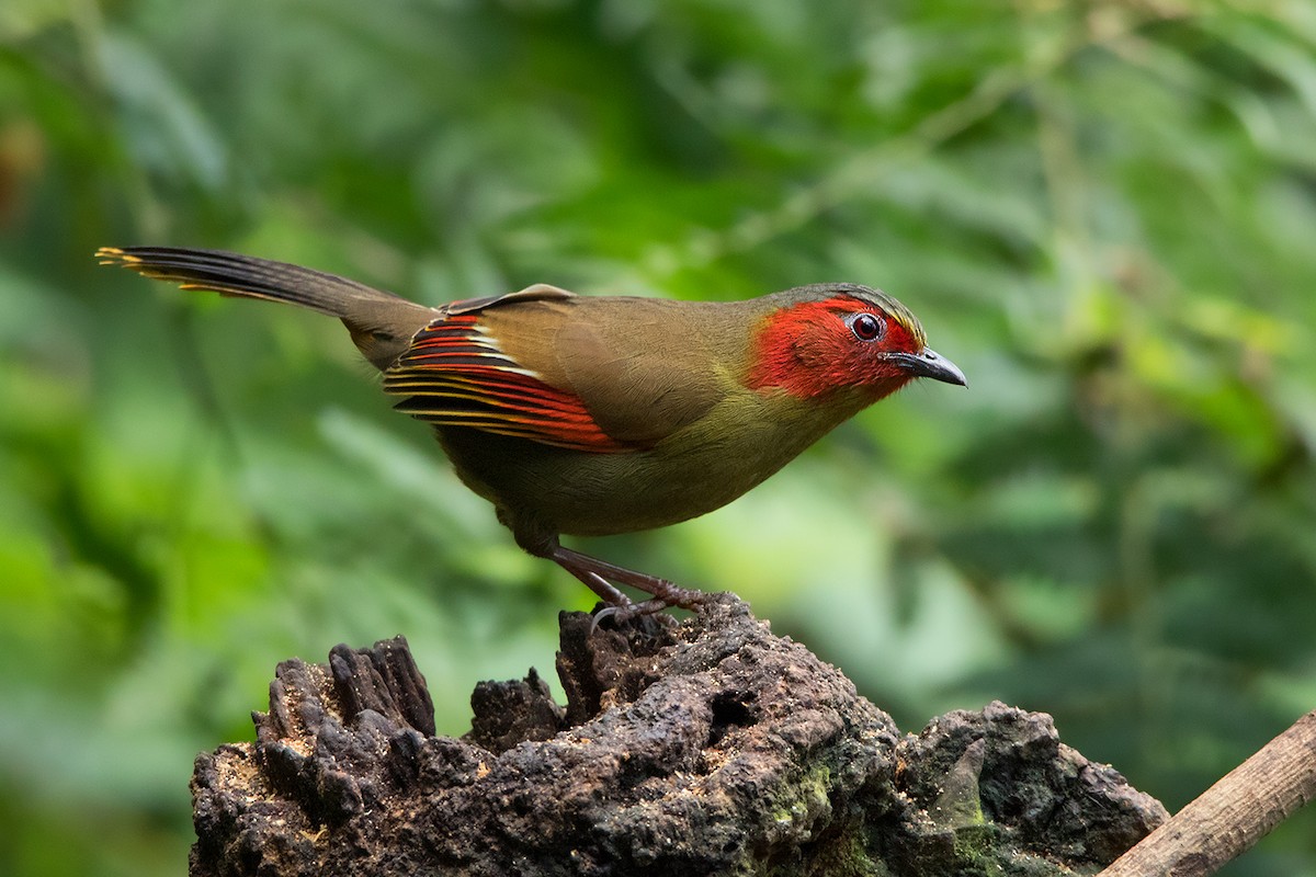 Scarlet-faced Liocichla - Ayuwat Jearwattanakanok