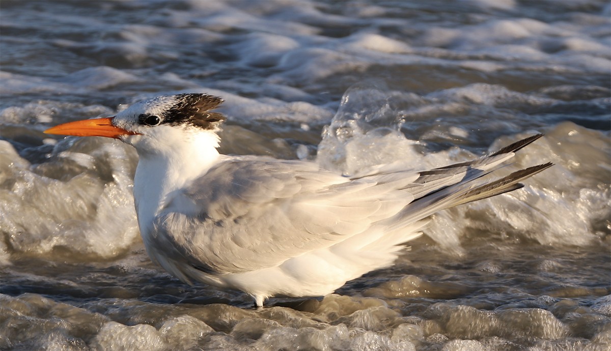 Royal Tern - ML136428381