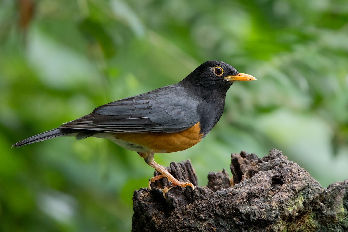 Black-breasted Thrush - ML136428451