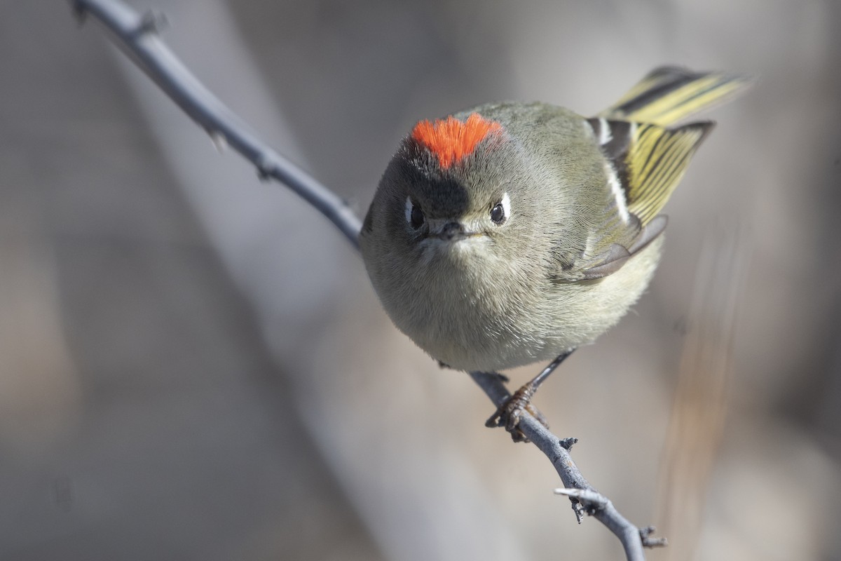 ML136429051 - Ruby-crowned Kinglet - Macaulay Library
