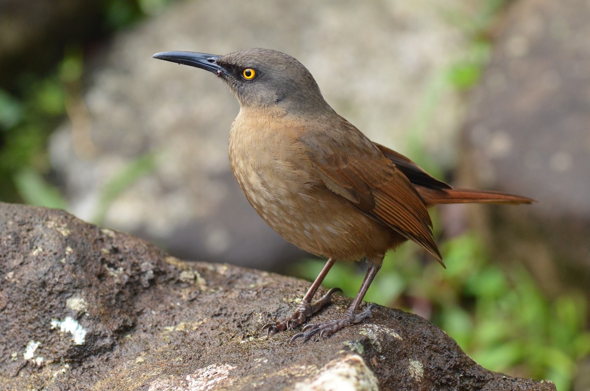 Brown Trembler - Thomas Monjoin