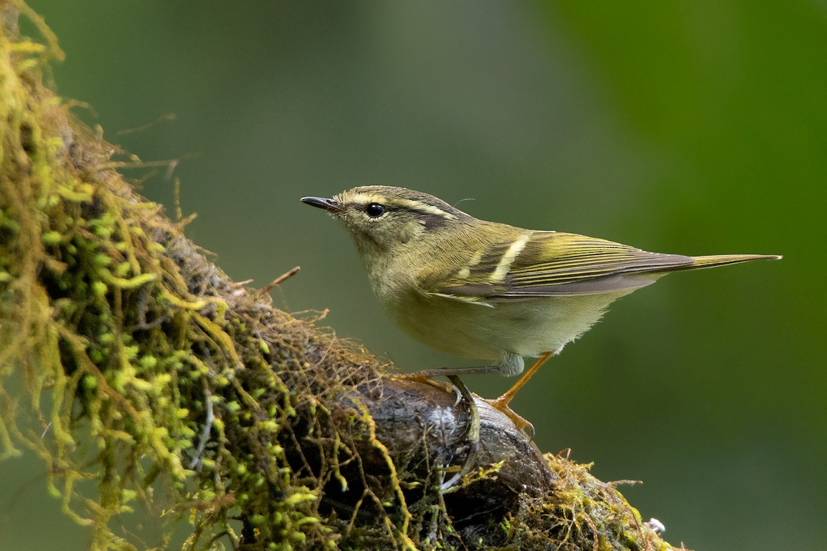 Sichuan Leaf Warbler - Ayuwat Jearwattanakanok