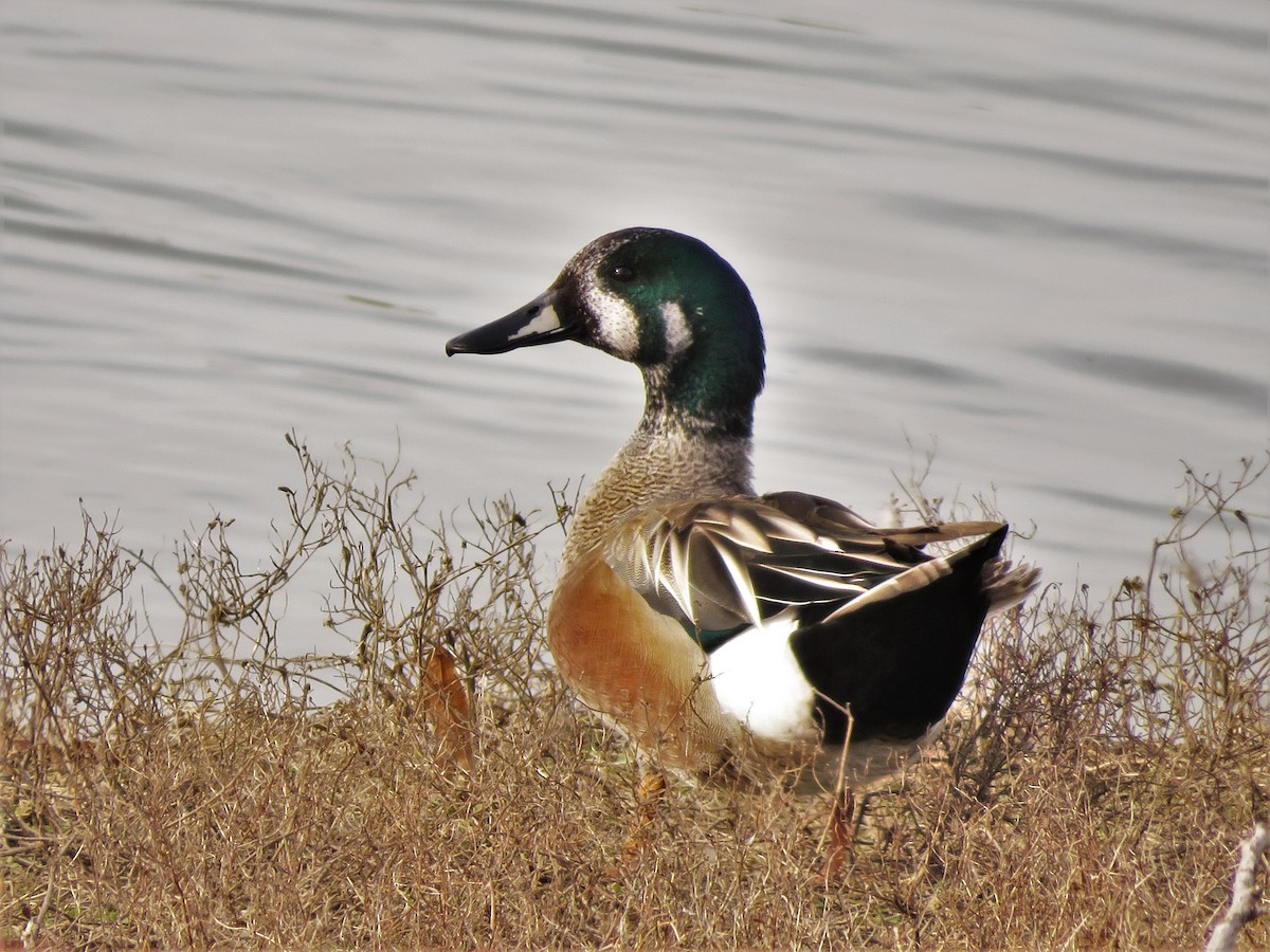 Northern Shoveler x American Wigeon (hybrid) - Annika Lindqvist
