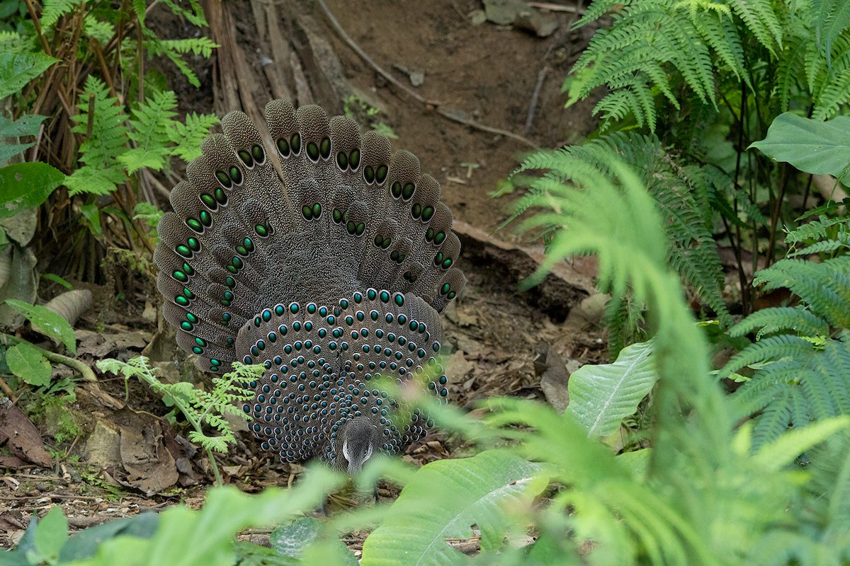 Gray Peacock-Pheasant - ML136431131