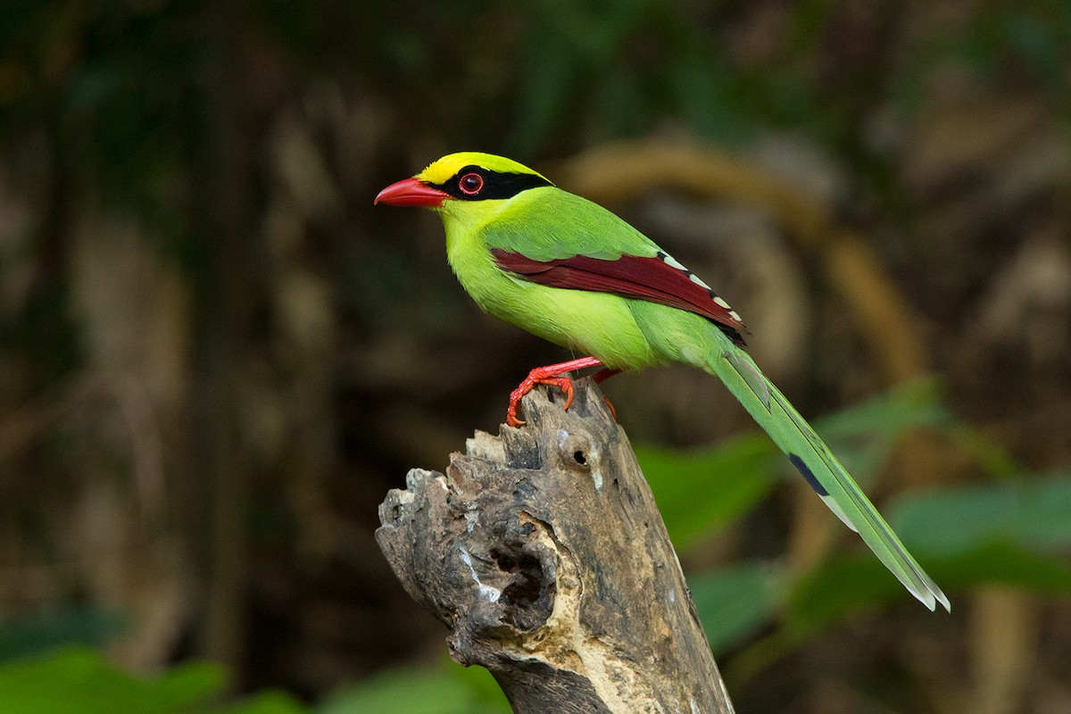 Common Green-Magpie - Ayuwat Jearwattanakanok