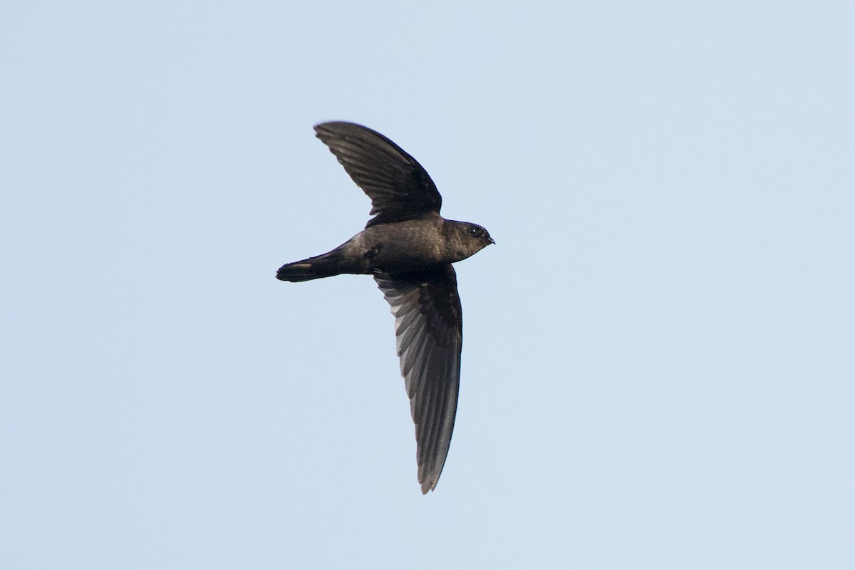 Himalayan Swiftlet - Ayuwat Jearwattanakanok