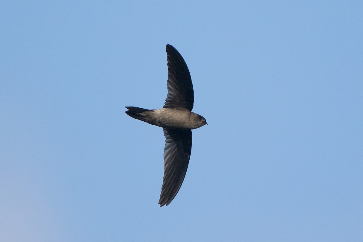 Himalayan Swiftlet - Ayuwat Jearwattanakanok
